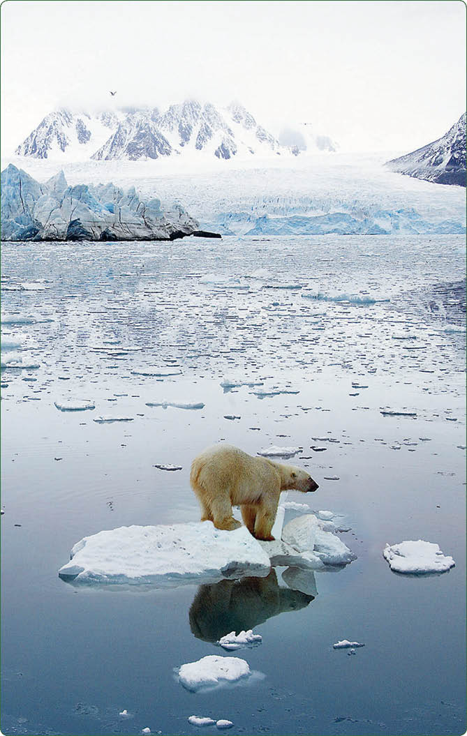 This image released by World Press Photo in Amsterdam, The Netherlands on Friday, Feb  10, 2006, shows the second prize Nature Singles of the World Press Photo 2006 contest by Norwegian photographer Pal Hermansen, Getty Images for Orion Forlag, showing a polar bear in Svalbard, Norway  (AP Photo Pal Hermansen)   ***NO SALES, NO CROPPING, NO MANIPULATION***  THIS MATERIAL IS FOR SINGLE PUBLICATION IN PRINT OR FOR A TEMPORARY ONLINE PUBLICATION AND MAY BE USED EXCLUSIVELY TO PUBLICIZE THE 2006 WORLD PRESS PHOTO CONTEST AND EXHIBITION  IT MAY NOT BE PUBLISHED AS PART OF AN ARTICLE OR ANY OTHER ITEM THAT CONTAINS NO DIRECT LINK TO THE WORLD PRESS PHOTO AND ITS ACTIVITIES WITHOUT PRIOR PERMISSION FROM THE PHOTOGRAPHER OR AGENCY            2005              -        
